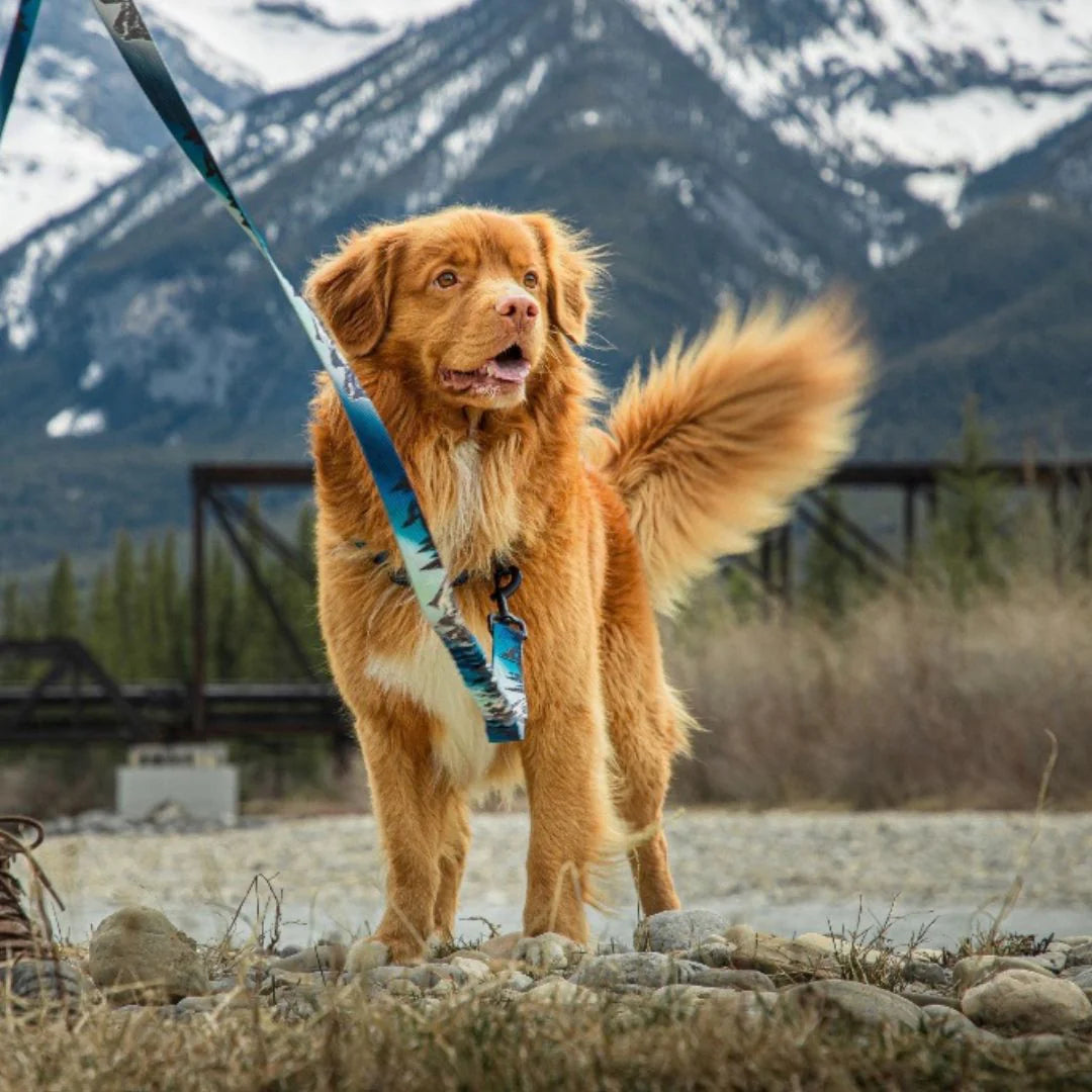 RMD Canmore -Northern lights- All Mountain Dog Leash