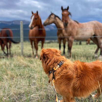 RMD Yellowstone Alpine Collar 