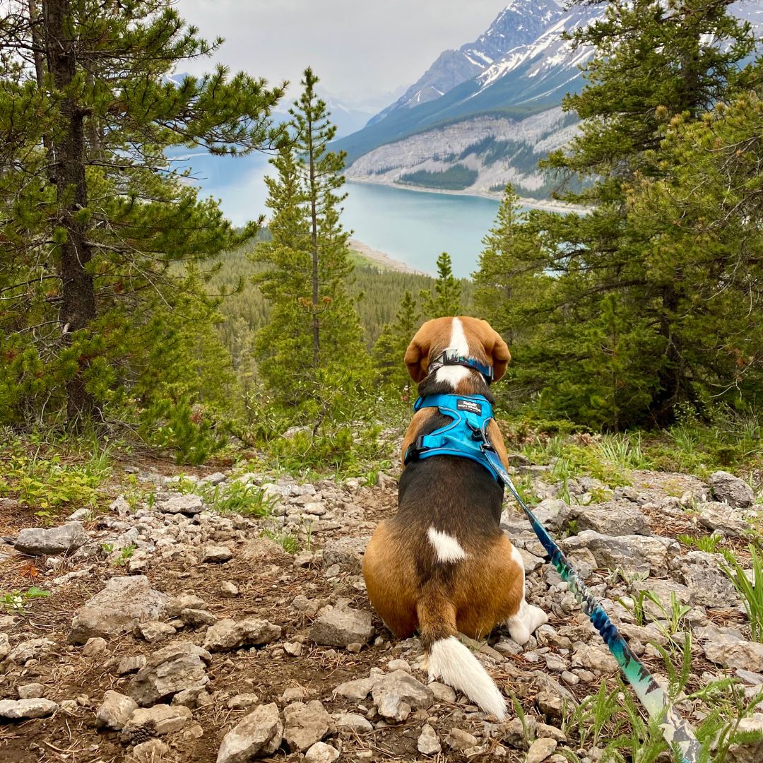 RMD Canmore -Northern lights- All Mountain Dog Leash