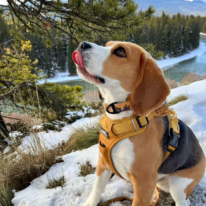 RMD Yellowstone Alpine Collar 