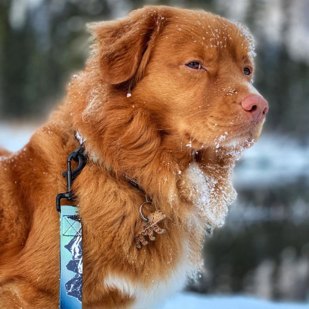 RMD Canmore -Northern lights- All Mountain Dog Leash