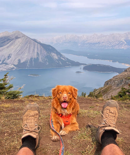 RMD Banff Alpine Collar 