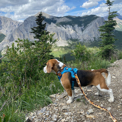 RMD Yellowstone All Mountain Dog Leash