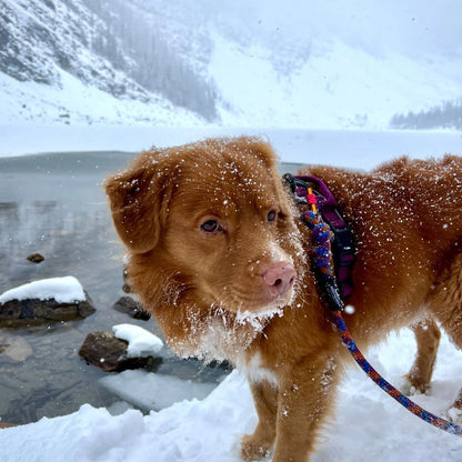 RMD Squamish Eco-Friendly Dog Rope Leash