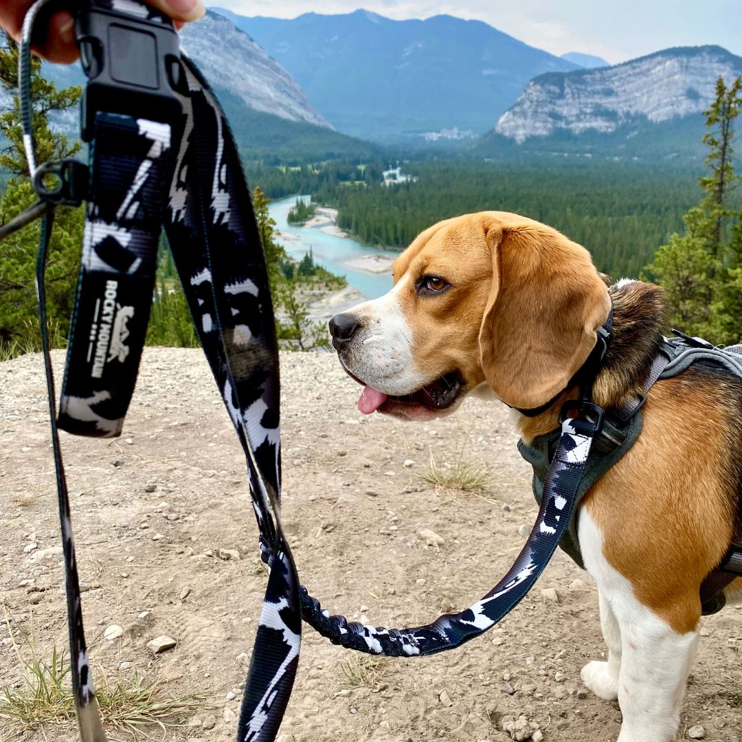 RMD The Grizzly All Mountain Dog Leash