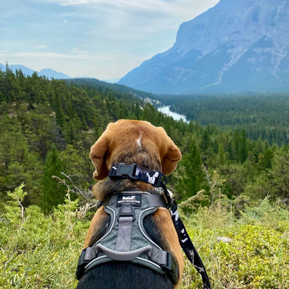 RMD The Grizzly Alpine Collar