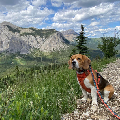 RMD Banff All Mountain Dog Leash