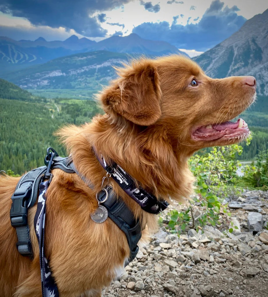 RMD The Grizzly Alpine Collar