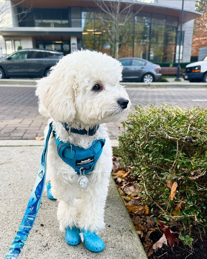 RMD Canmore -Northern lights- All Mountain Dog Leash