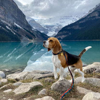 RMD Banff Alpine Collar 