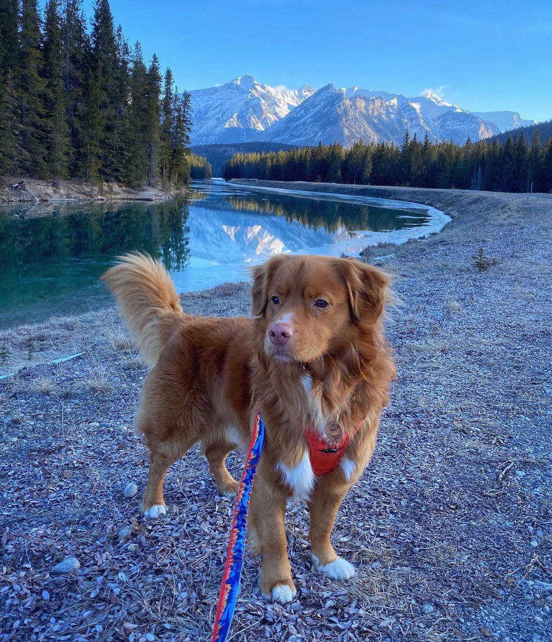 RMD Banff Alpine Collar 