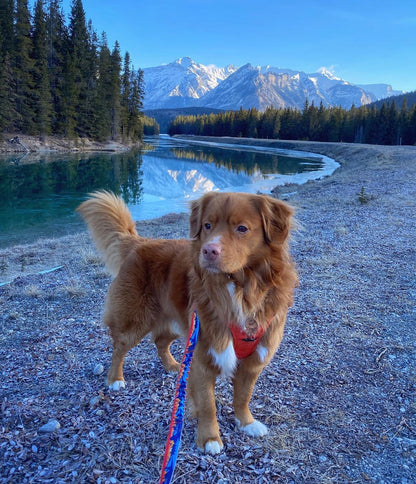 RMD Banff Alpine Collar 