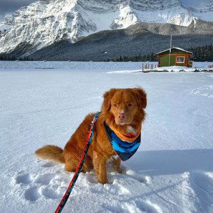 RMD Banff All Mountain Dog Leash